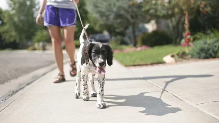 The 5-Second Rule: The Simple Way for Knowing When It’s Too Hot to Walk Your Dog