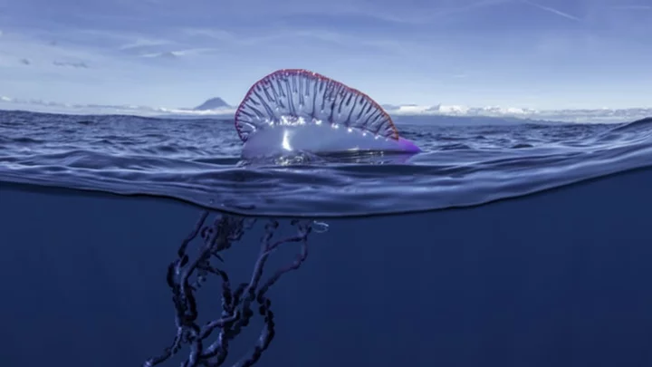 10 Facts About the Portuguese Man O’ War