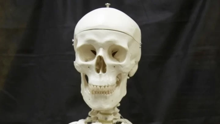 Watch Plastic Skeletons Being Made in a 1960s Factory