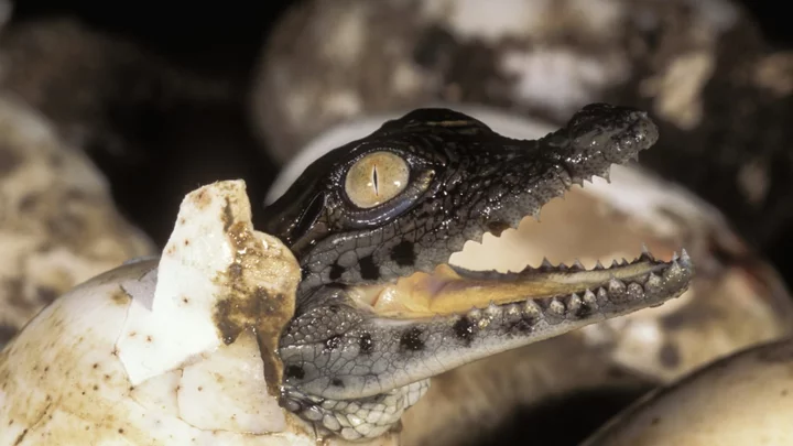 Scientists Marvel at the First ‘Virgin Birth’ Documented in a Crocodile