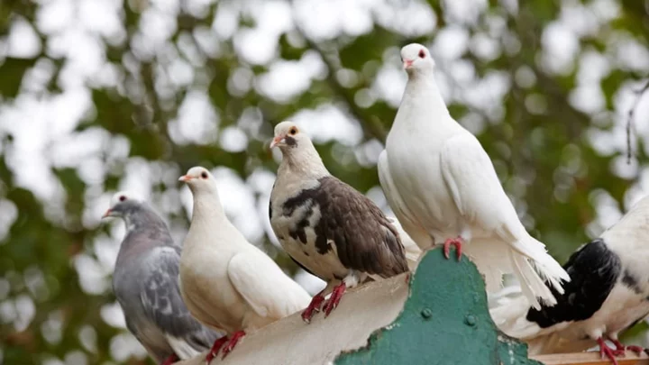 9 Bizarre and Beautiful Fancy Pigeons