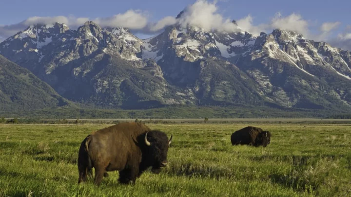 What’s the Difference Between Bison and Buffalo?