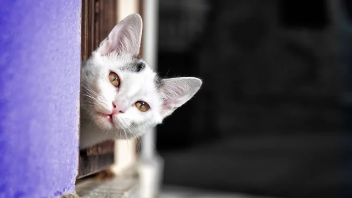 A Cathedral in England Is Home to One of the World's Oldest Cat Doors