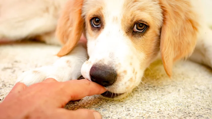 Yes, Your Dog Is Very Much Willing to Eat You If You Die