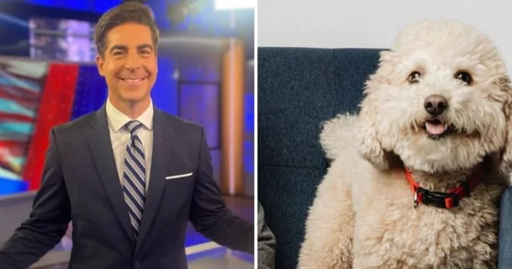 'Jesse Watters is pure evil': Internet condemns Fox News host for boasting about 'getting rid' of his dog