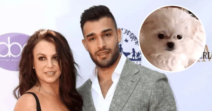 How many pets does Britney Spears have? Pop star gets new pooch as she settles custody of dogs with estranged husband Sam Asghari