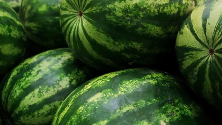 Time Lapse Video Reveals How Long it Takes a Watermelon to Decompose