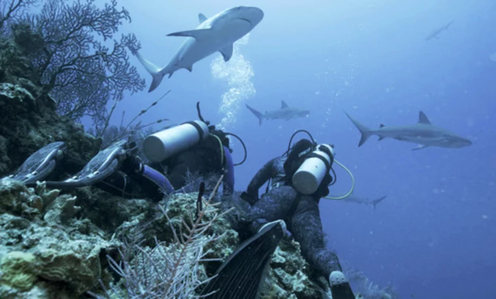 Jason Momoa hosts Discovery's 'Shark Week,' featuring feeding frenzies and junkie sharks