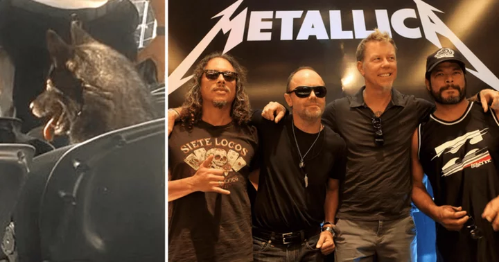 Master of Puppies: Metallica and fans go wild for Husky who ran away from home and attended their concert
