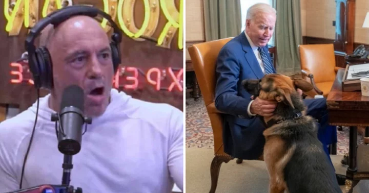 Joe Rogan reacts to Joe Biden's dog Commander biting 11 Secret Service agents: 'Not supposed to have them laying around bored'