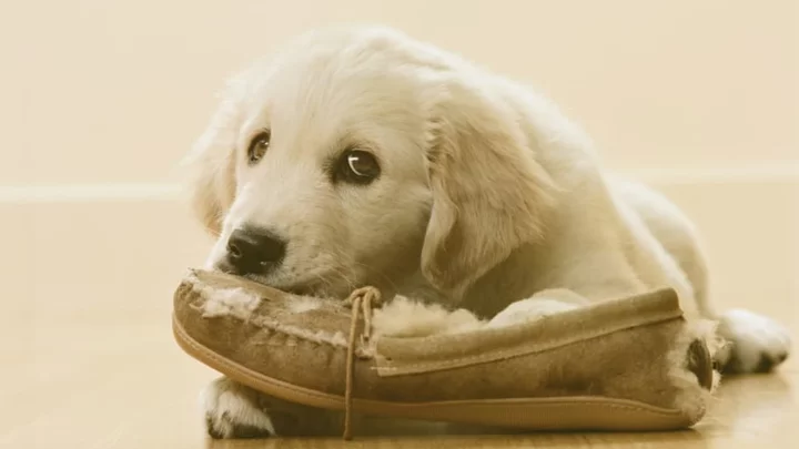 The Reason Your Dog Loves Stealing Your Shoes