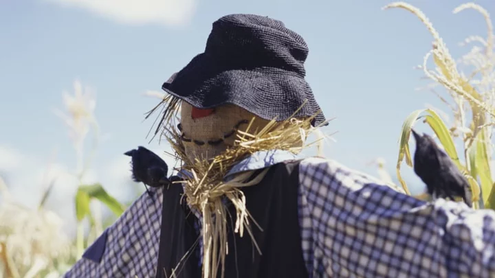 Do Scarecrows Actually Work?