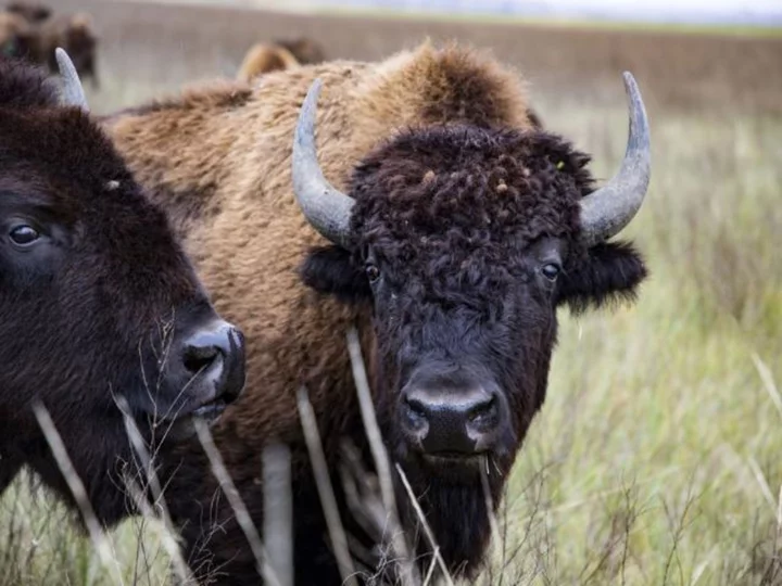 Ken Burns' 'The American Buffalo' finds heartbreak and hope as it rides through US history