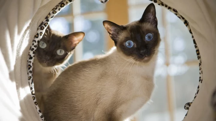 13 Facts About Siamese Cats