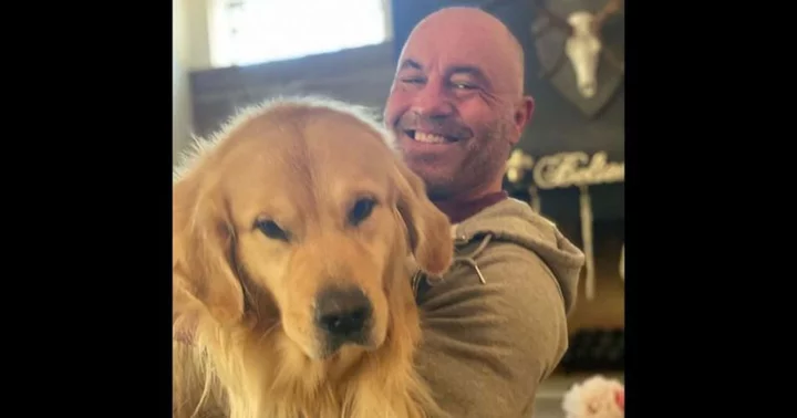 Who is Marshall Mae Rogan? Joe Rogan's photos of his beloved dog prove he shares impeccable bond with pet