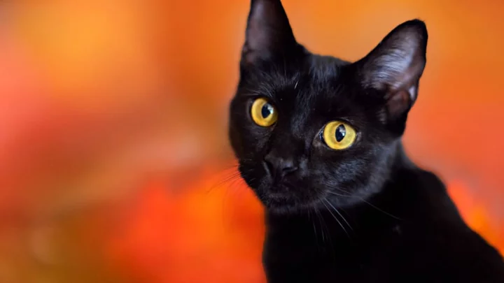 10 Facts About Black Cats