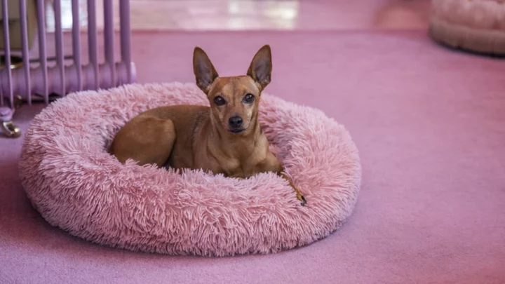 Why Do Dogs Scratch Their Beds Before Lying Down?