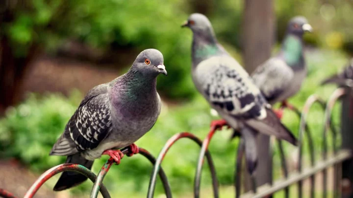 Why Is an Informant Called a ‘Stool Pigeon‘?
