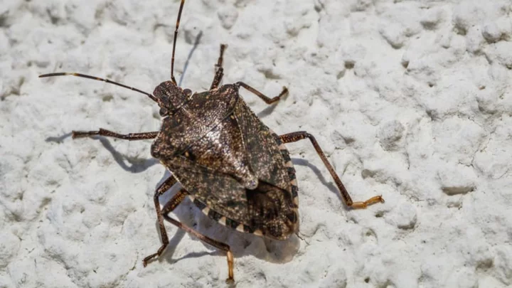 12 Facts About the Brown Marmorated Stink Bug