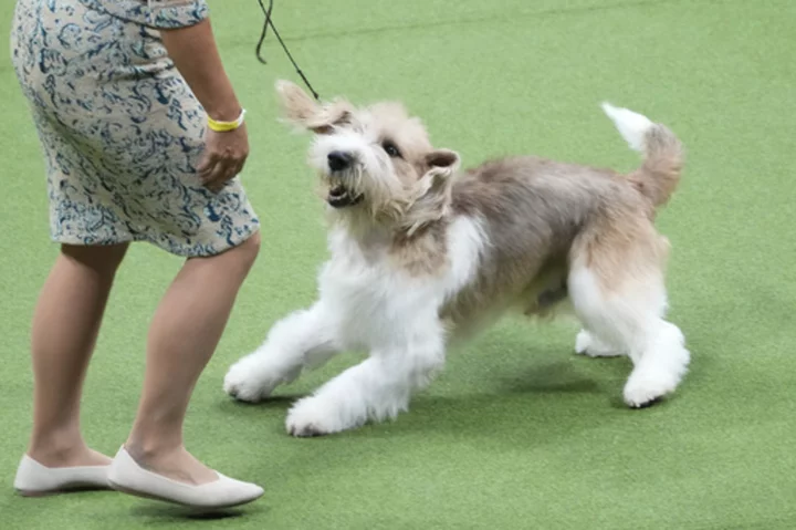 Westminster finals arrive: What dog will claim best in show?