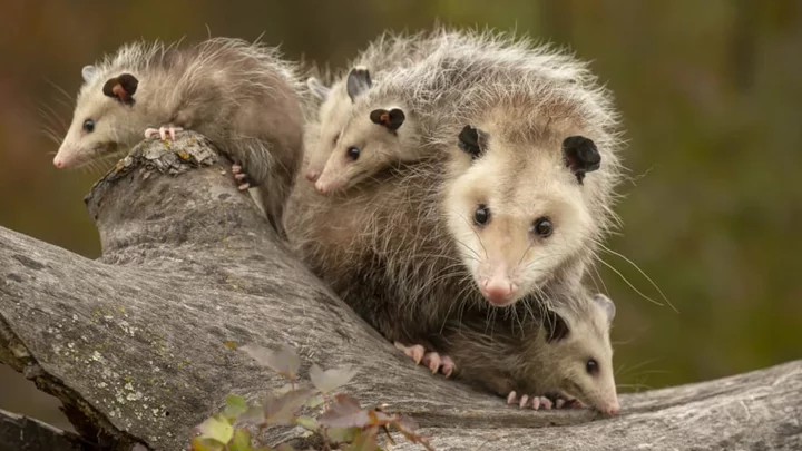 13 Facts About Opossums