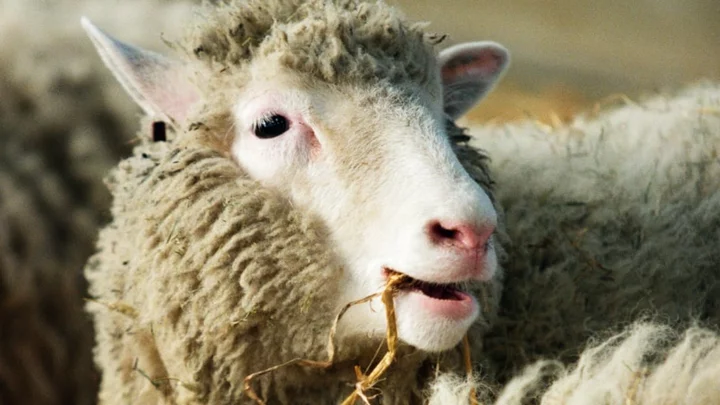 Dollymania: When Dolly the Sheep Created a ’90s Media Sensation