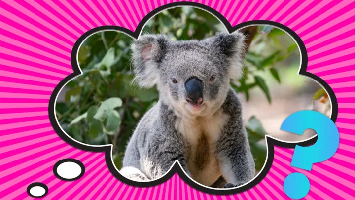 Koalas Aren’t Bears, So Why Do People Call Them “Koala Bears”?