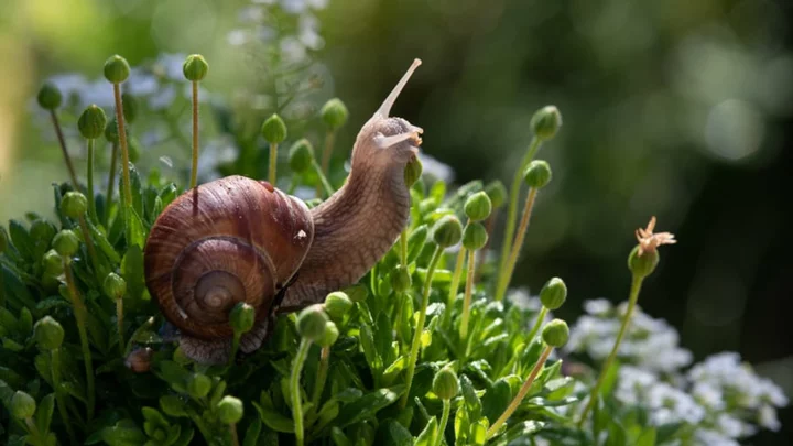 Terrifying Fact: Snails Have Thousands of Teeth
