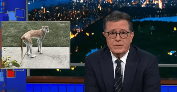 Internet hails return of 'Monkey on the Lam' segment as escaped monkey Momo features on Stephen Colbert's show