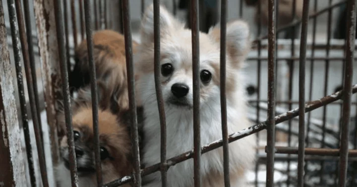 What is the Yulin Dog Meat Festival? Inside the barbaric tradition set to return this month