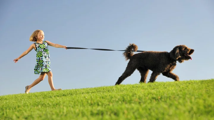 How to Stop Your Dog From Pulling on Their Leash, According to a Professional Trainer