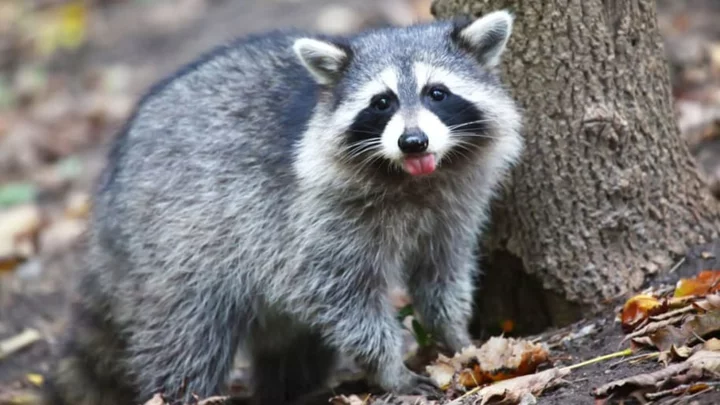 Toronto, 'Raccoon Capital of the World,' Is Fighting Its Trash Panda Problem ... and Losing
