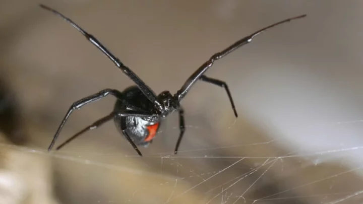 10 Facts About Black Widow Spiders