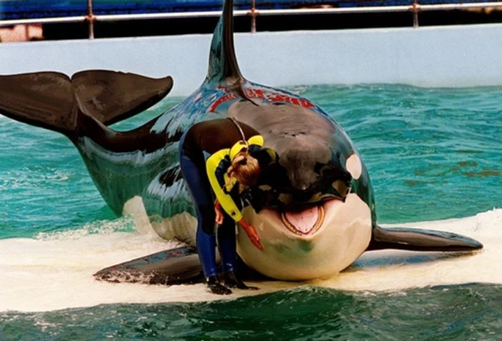 Lolita the orca dies at Miami Seaquarium after half-century in captivity
