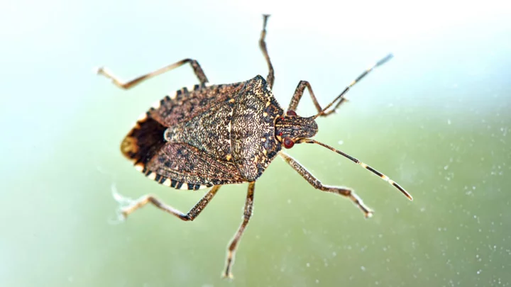 Why You Should Never Squish a Stink Bug