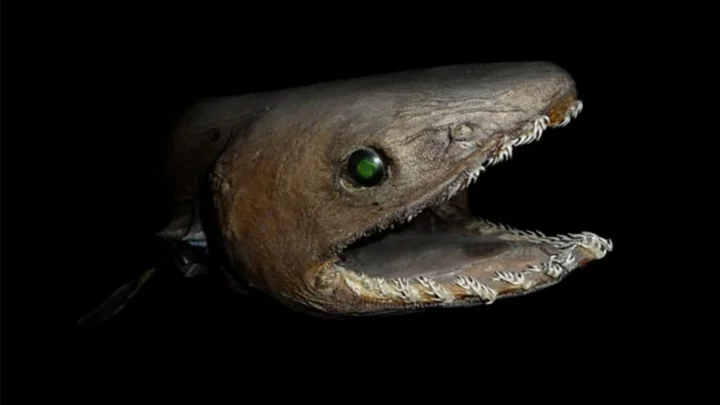 11 Fascinating Facts About the Frilled Shark