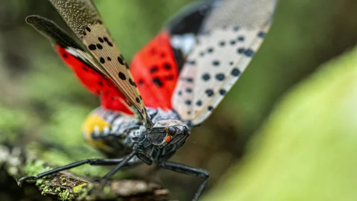 10 Facts About the Spotted Lanternfly