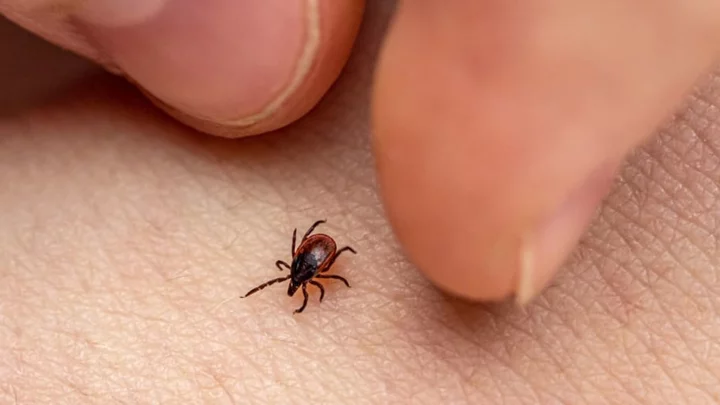A Little-Known Tick Trick Allows Them to 'Jump' Onto Your Skin