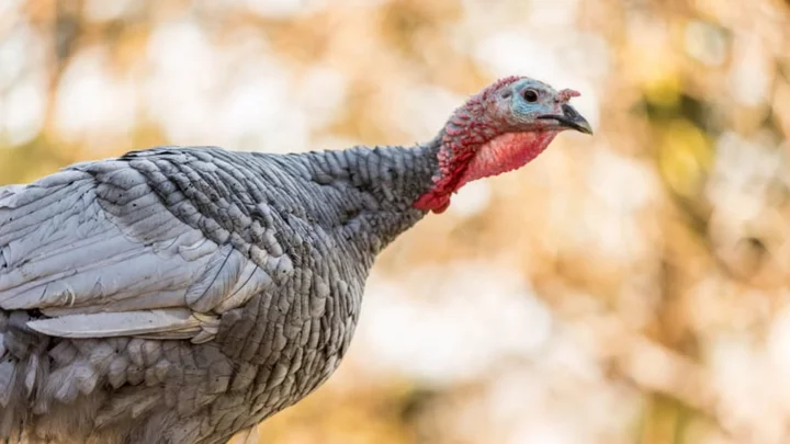What’s the Purpose of a Turkey’s Wattle?