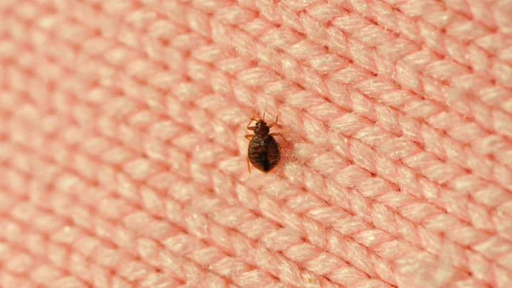 Planning a Vacation? Here’s How to Make Sure You Don’t Bring Any Bed Bugs Home With You
