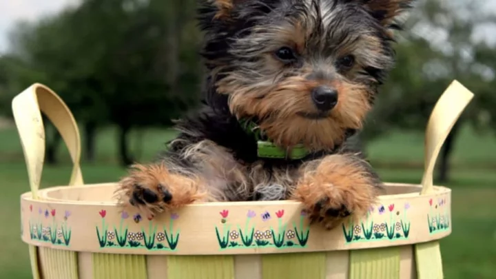 10 Tiny Facts About Yorkshire Terriers