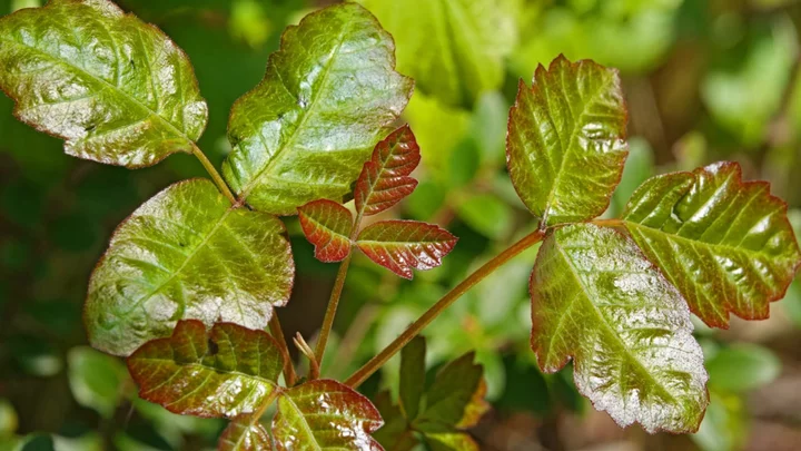 How to Spot Poison Oak