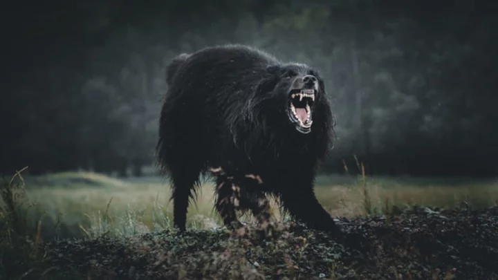 8 Historical Accounts of Werewolves