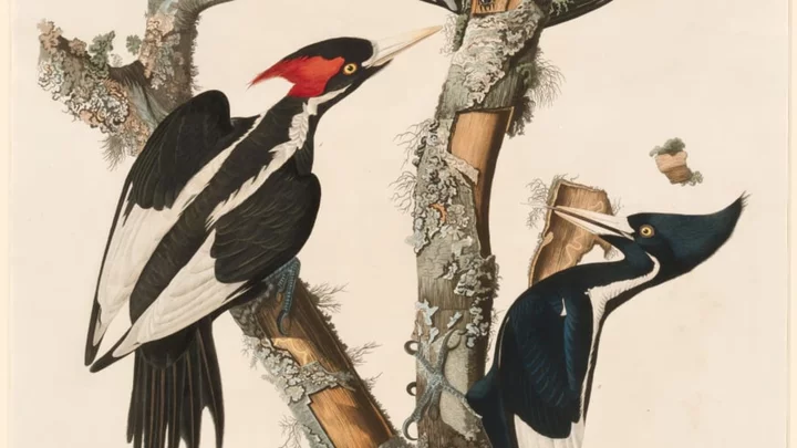 10 Facts About Ivory-Billed Woodpeckers, North America’s Most Famous (Probably) Extinct Bird