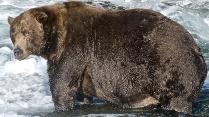 Fat Bear Week 2023 Is Coming to Katmai National Park