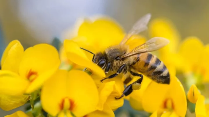 These Fake Flowers Could Help Scientists Study At-Risk Bees