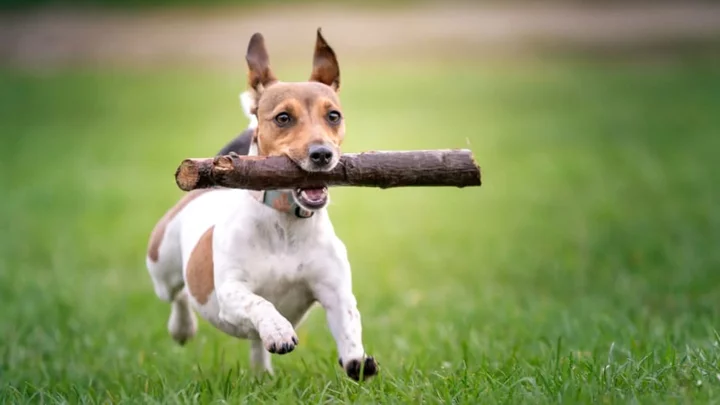 The Reason Dogs Love to Grab Sticks