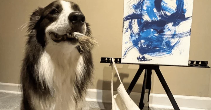 Who is Leonard Lee on 'AGT'? Virginian border collie and two-time Guinness World Records holder has displayed his artwork in London and the US