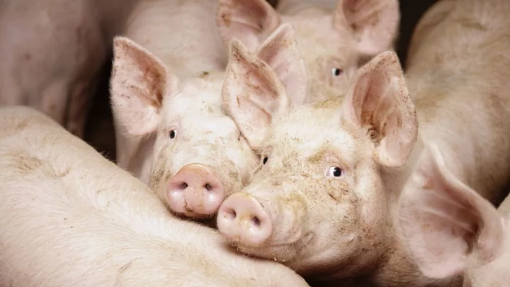 Scientific Progress Goes 'Oink': Part-Human Kidneys Have Been Grown in Pig Embryos