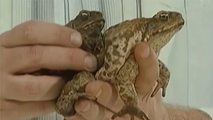 The Time Australia Accidentally Overran Itself With Toads